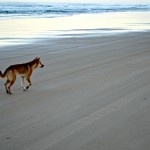 Fraser Island