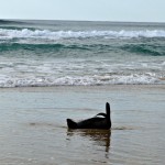 Fraser Island