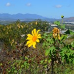 Townsville
