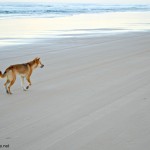 Fraser island