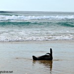 Fraser island