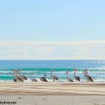 Fraser island
