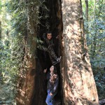 Dorrigo falls