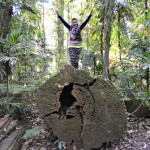 Dorrigo falls