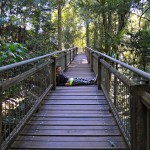 Dorrigo falls