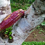 cacao