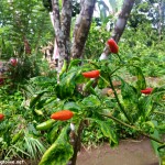 chilli pepper