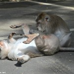 the monkey forest