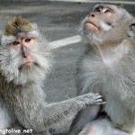 the monkey forest