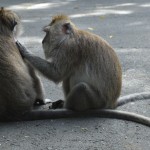 the monkey forest