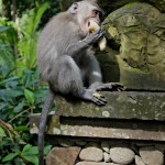 the monkey forest