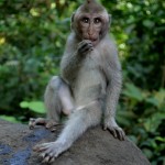 the monkey forest