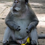 the monkey forest