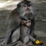 the monkey forest