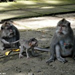 the monkey forest