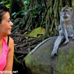 the monkey forest