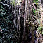 the monkey forest