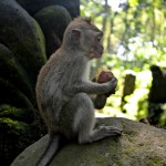the monkey forest